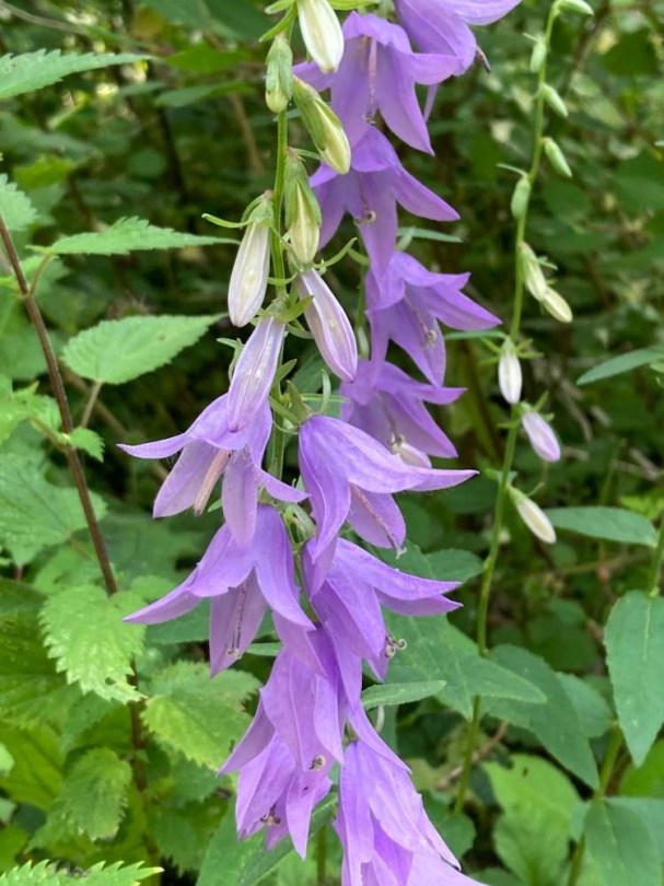 Raponc - Baracklevelű harangvirág - Campanula rapunculoides subsp. rapunculoides